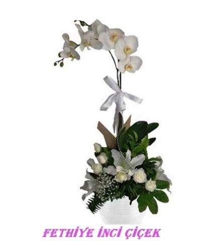 Beyaz Güllü Orkide