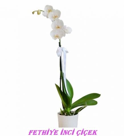 Tekli Beyaz Orkide